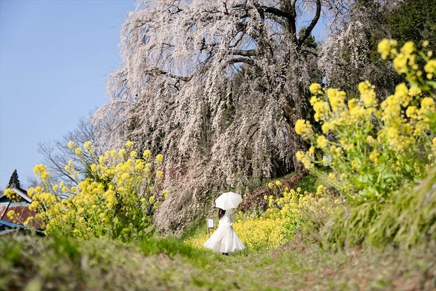 内出の桜と菜の花のポートレート