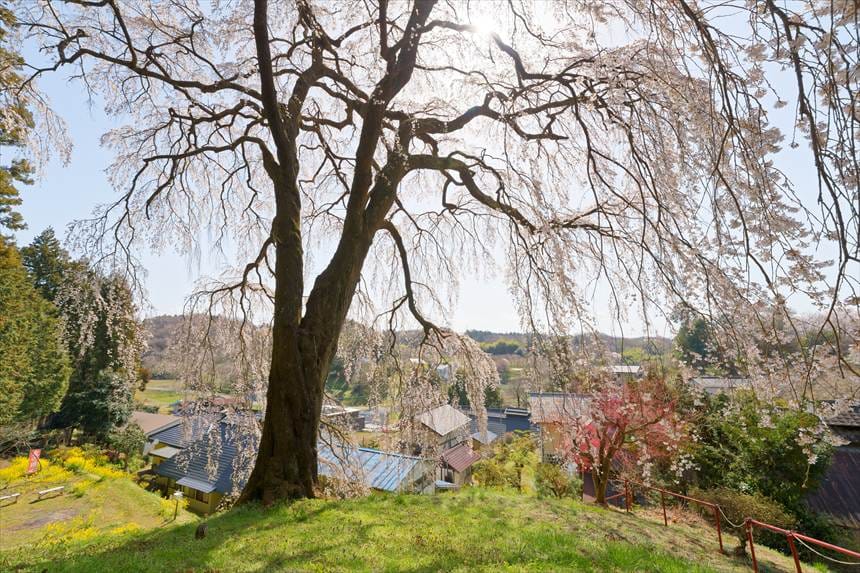 内出の桜　斜面上から撮影（写真 左端：ベンチスペース　右端：柵）