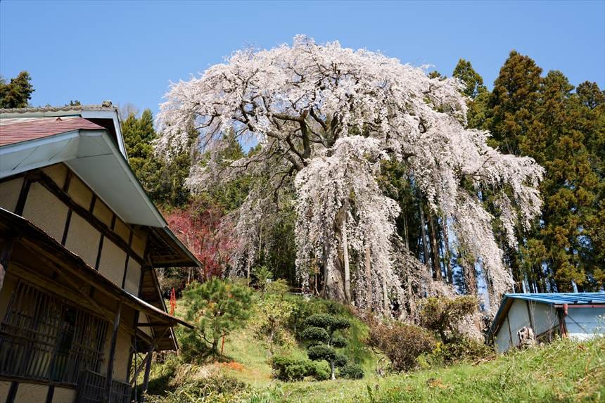 個人宅の裏山に植えてある 内出の桜