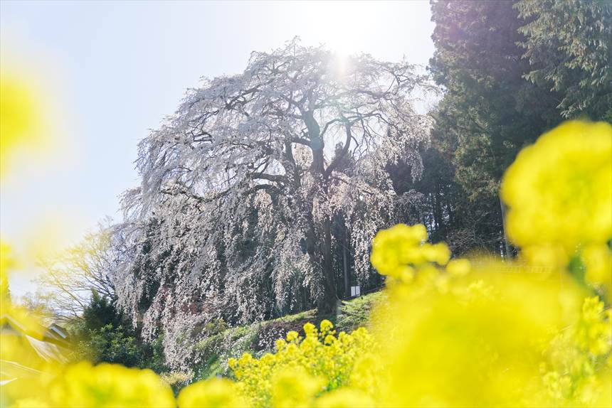 内出の桜と菜の花 横から撮影 15時は逆光でした