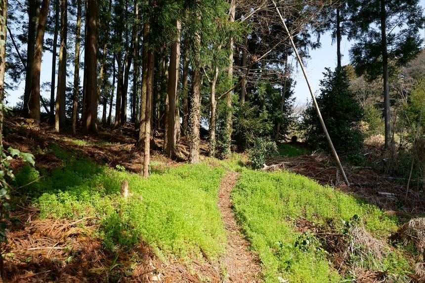 内出の桜までの畦道