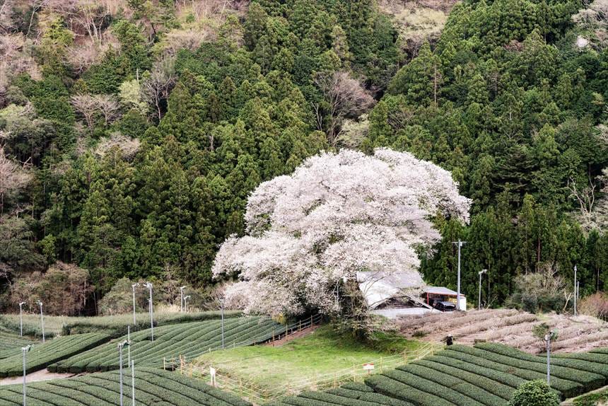 静岡県島田市の茶畑と一本桜「牛代の水目」の俯瞰写真