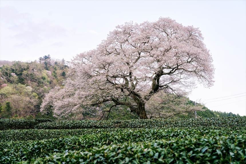 茶畑の畝（うね）を手前に入れた牛代の水目の構図