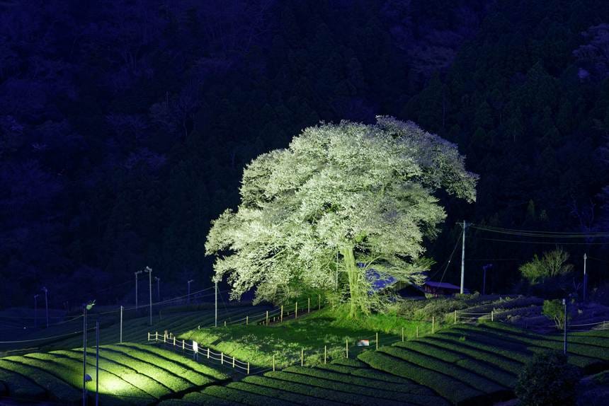 ライトアップされた牛代の水目桜（色補正前）