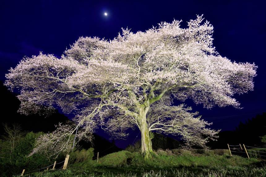 月明かりと牛代の水目桜のライトアップ