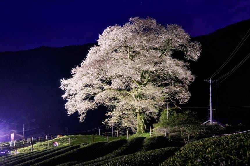 茶畑のラインが浮かび上がる夜の牛代の水目