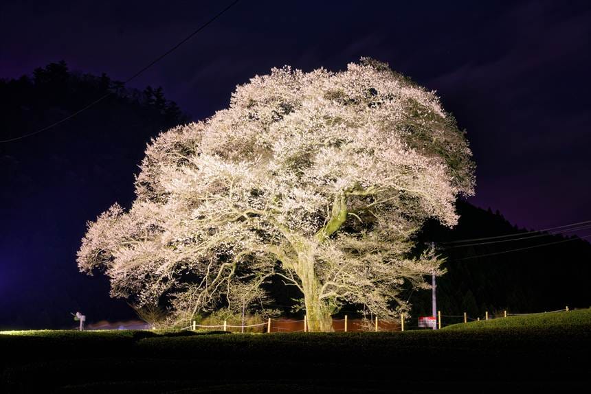 縦構図で撮影した牛代の水目のライトアップ