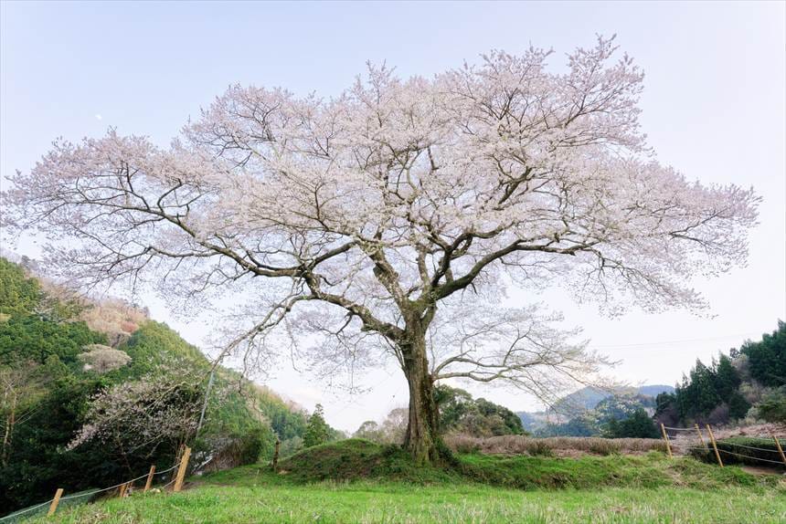 柵の前から広角レンズで撮影した牛代の水目桜