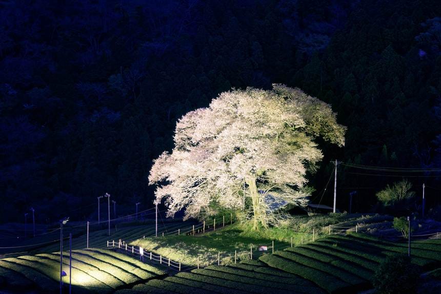 RAW現像で緑被りを補正した牛代の水目桜