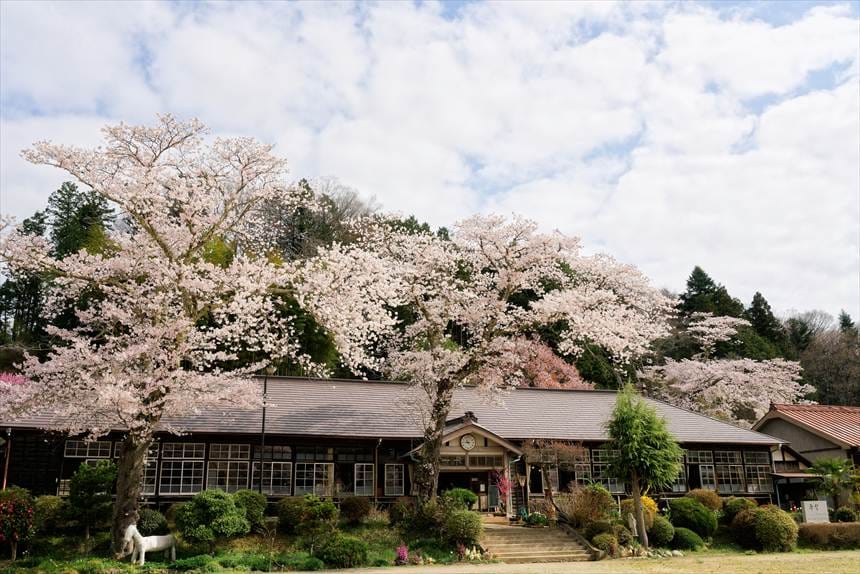 旧上岡小学校　満開の桜
校庭から撮影