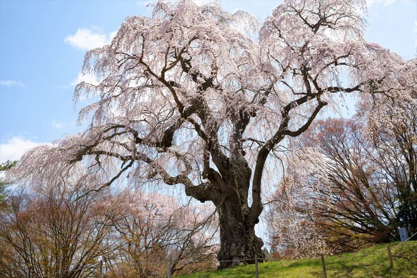 八十内公園のかもん桜