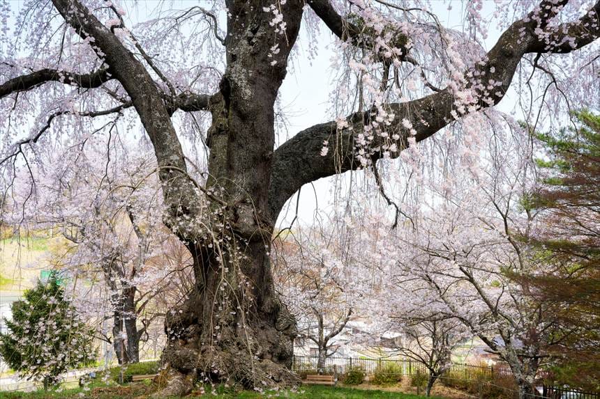 八十内公園のかもん桜の太い幹とコブ