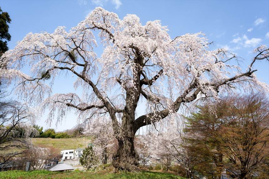 八十内公園のかもん桜とトイレの屋根（左下）とベンチ（中央小さく）