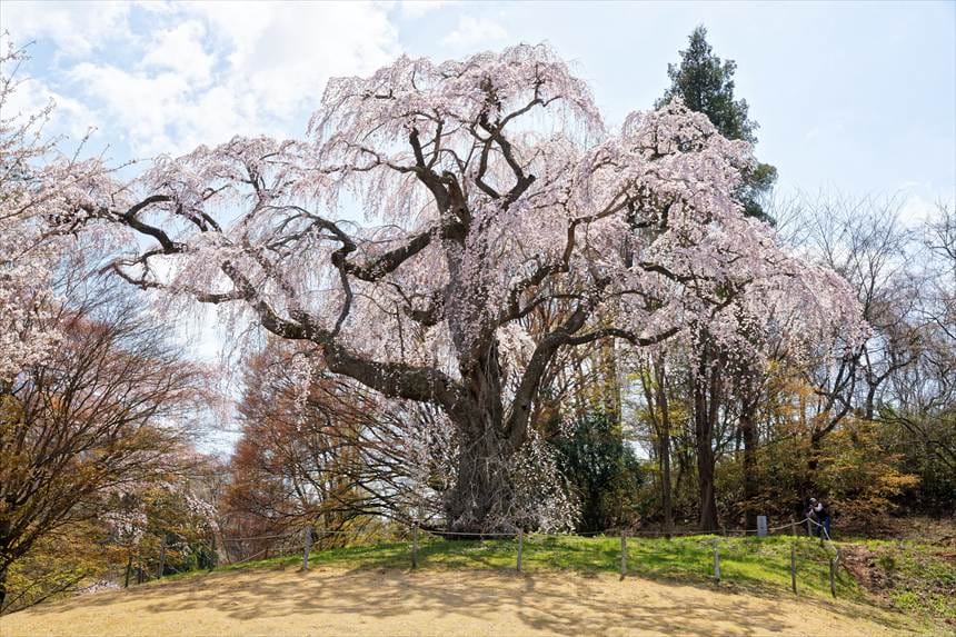 八十内公園のかもん桜、周りの木が紅葉しているように見える