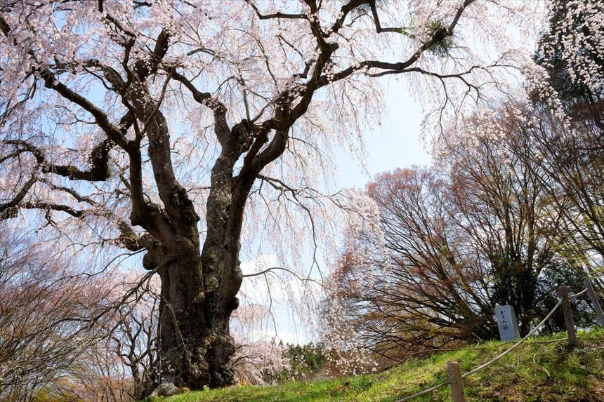 かもん桜の石碑と八十内公園のかもん桜