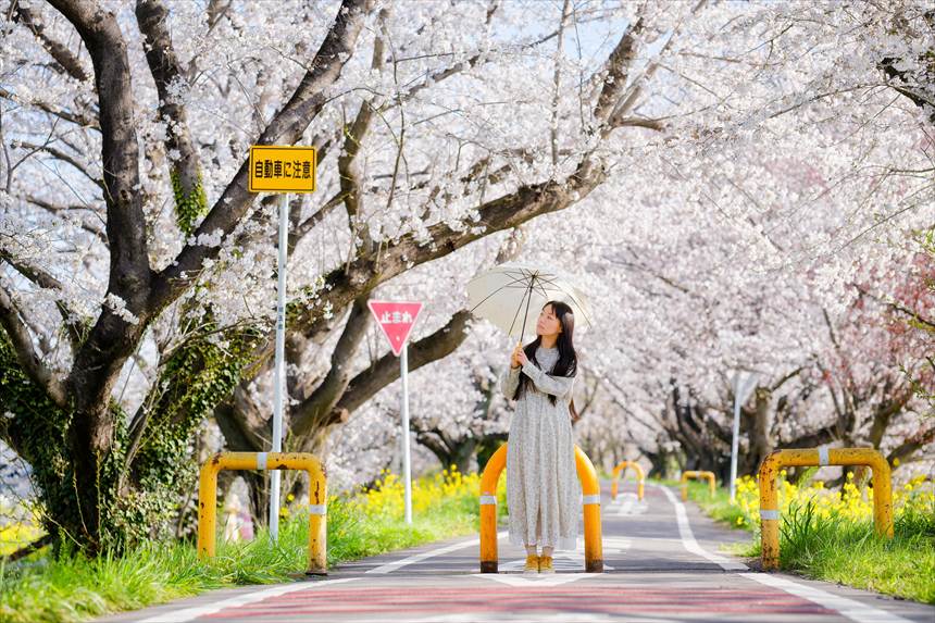 吉見さくら堤公園 堤の上から
