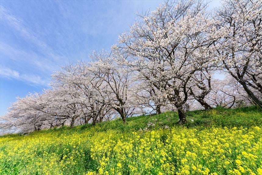 吉見さくら堤公園