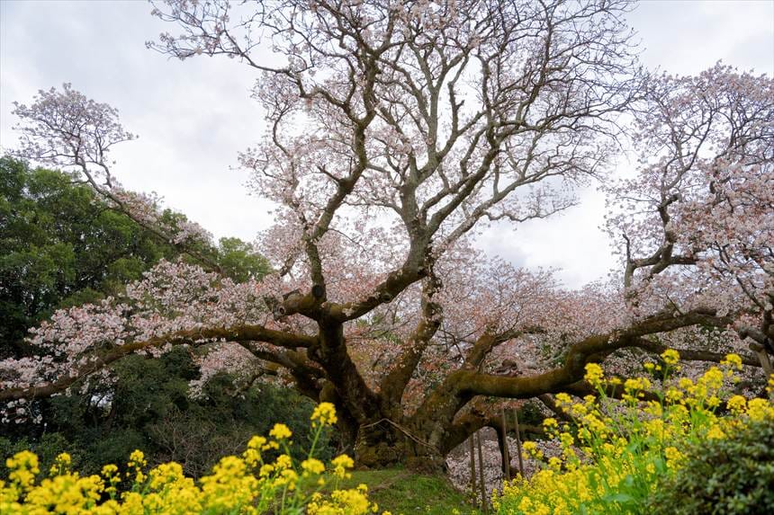 枝打ち後の吉高の大桜（正面から）