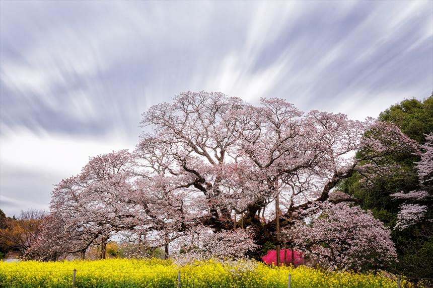 枝打ち後の吉高の大桜（左側から）
