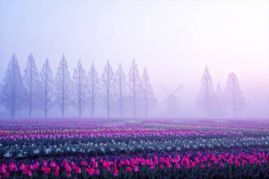 【千葉】あけぼの山農業公園　4月上旬〜中旬