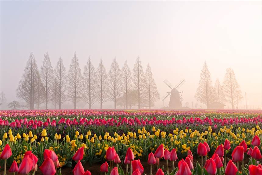あけぼの山農業公園　朝靄とチューリップと風車