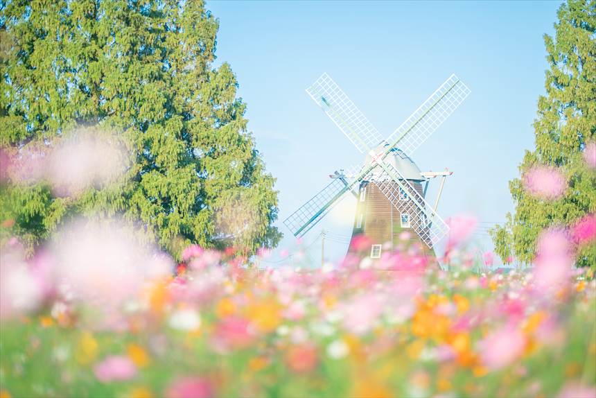 あけぼの山農業公園　コスモスと風車
日中の光景