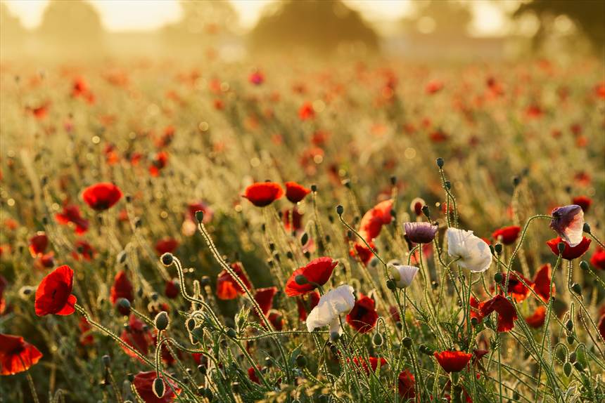 あけぼの山農業公園　ポピーと朝焼け　朝靄