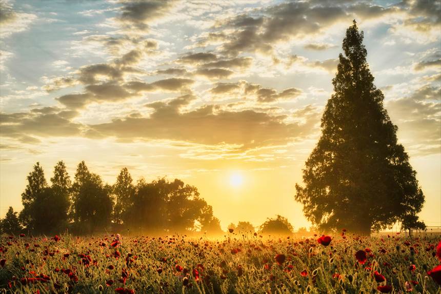あけぼの山農業公園　ポピーと朝焼けと朝靄
