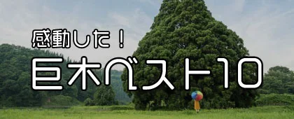 感動した巨木ベスト10を紹介するページ