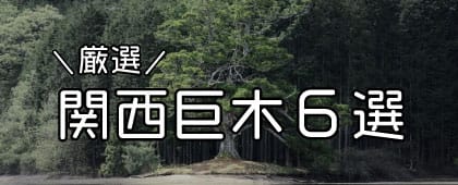関西巨木6選