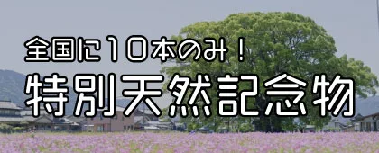 日本に10本しかない特別天然記念物 樹木単体を紹介するページ