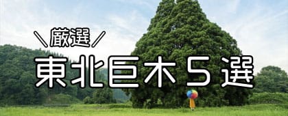 東北巨木5選