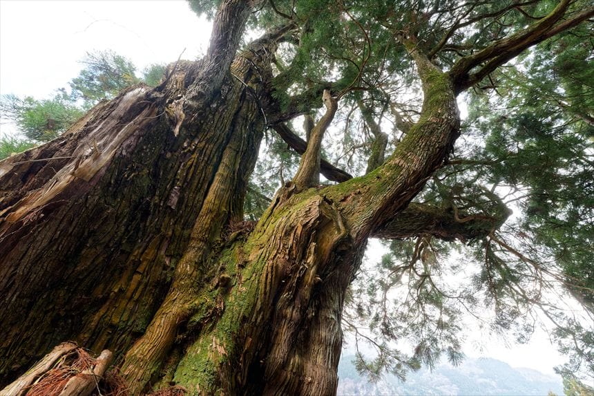徳島 五所神社の大杉 幹アップ2
