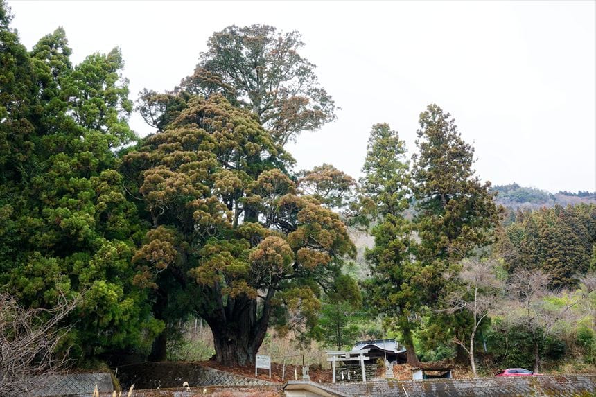 徳島 五所神社の大杉 全体図