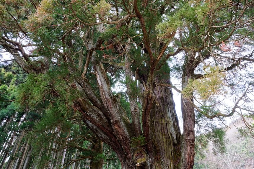 「五所神社の大杉」左側の主幹アップ