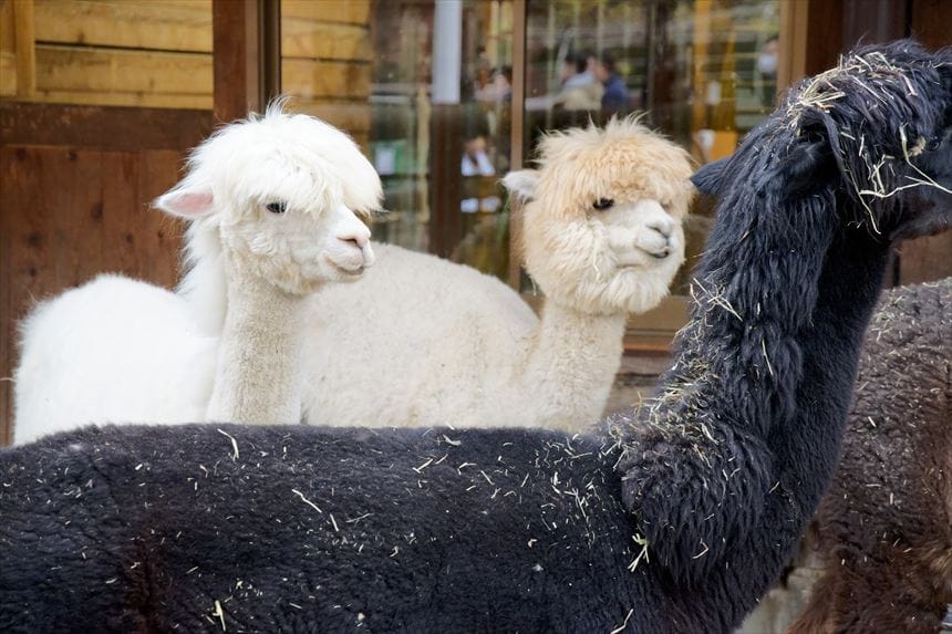アルパカ 市川市動植物園