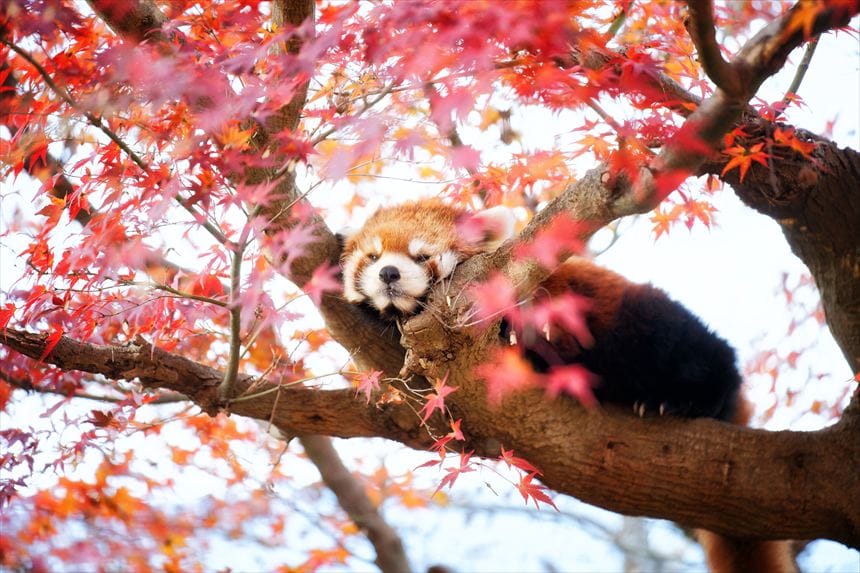 市川動植物園の紅葉したモミジと枝の上へ半分寝ているレッサーパンダ