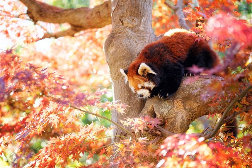 市川動植物園の紅葉したモミジとレッサーパンダ