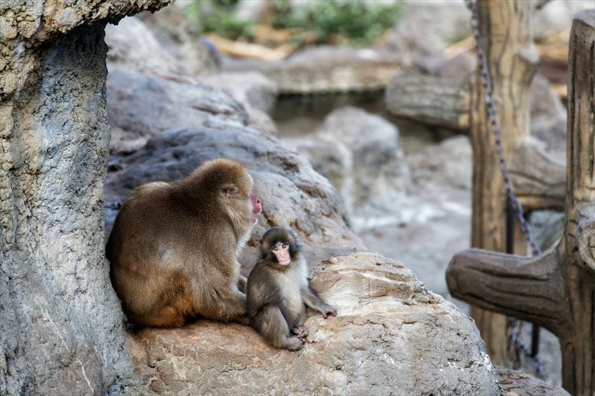 大人の猿の近くにいるパンチ君。なついてそうです。市川市動植物園