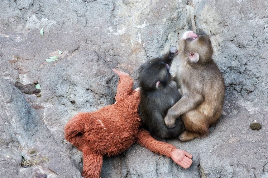 お友達に奇跡的にアッパーをしているように見える写真 市川市動植物園