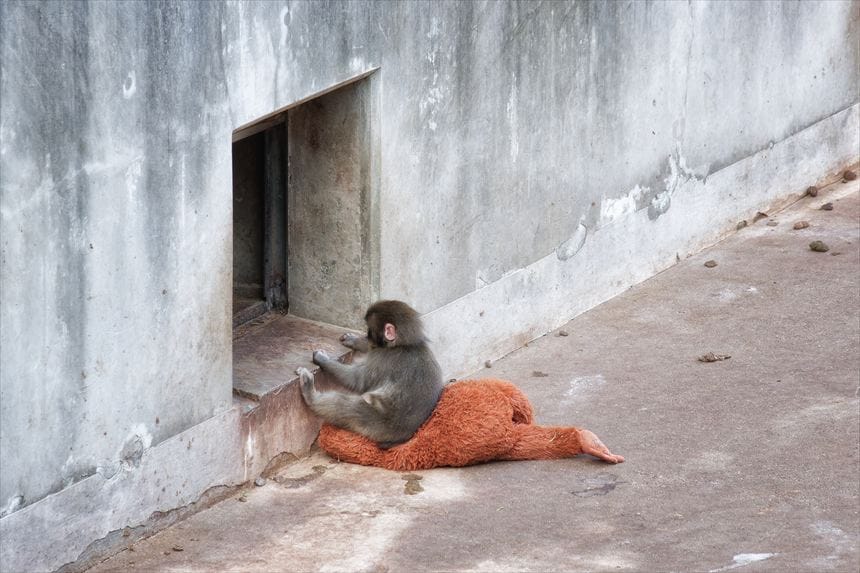 市川市動植物園 オラウータンのぬいぐるみにヒップアタックするパンチくん