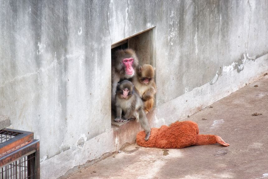 お母さんぬいぐるみを踏んでいるパンチ君… 市川市動植物園