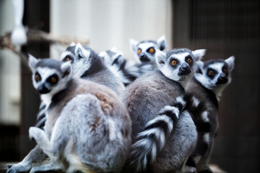 ワオキツネザル 市川市動植物園