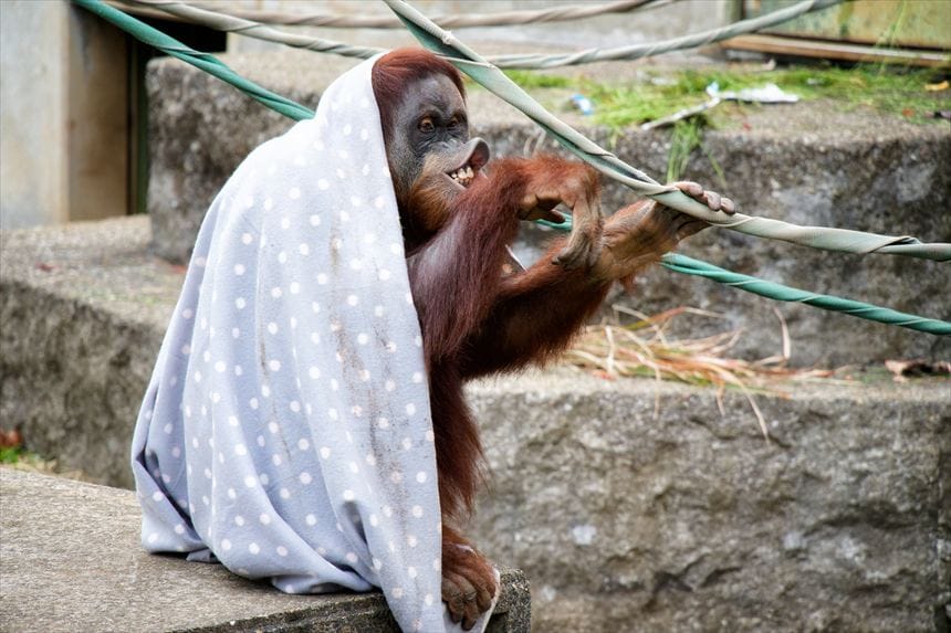 オラウータン 市川市動植物園
