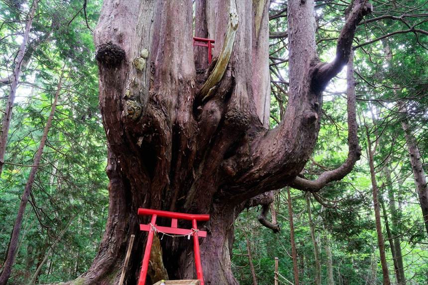 木の上と下に鳥居がある十二本ヤス