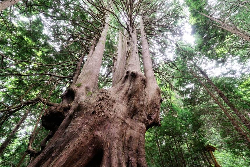 下からあおって撮影した十二本ヤス