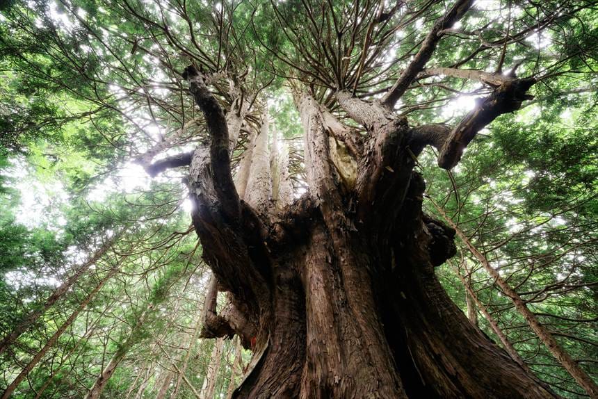 下からあおって撮影した十二本ヤス