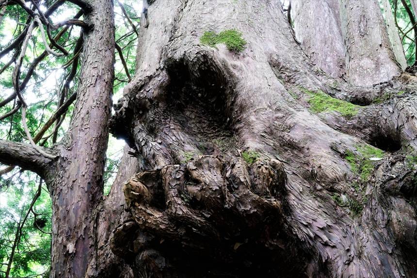 拳を口に当てているゴリラに見える枝