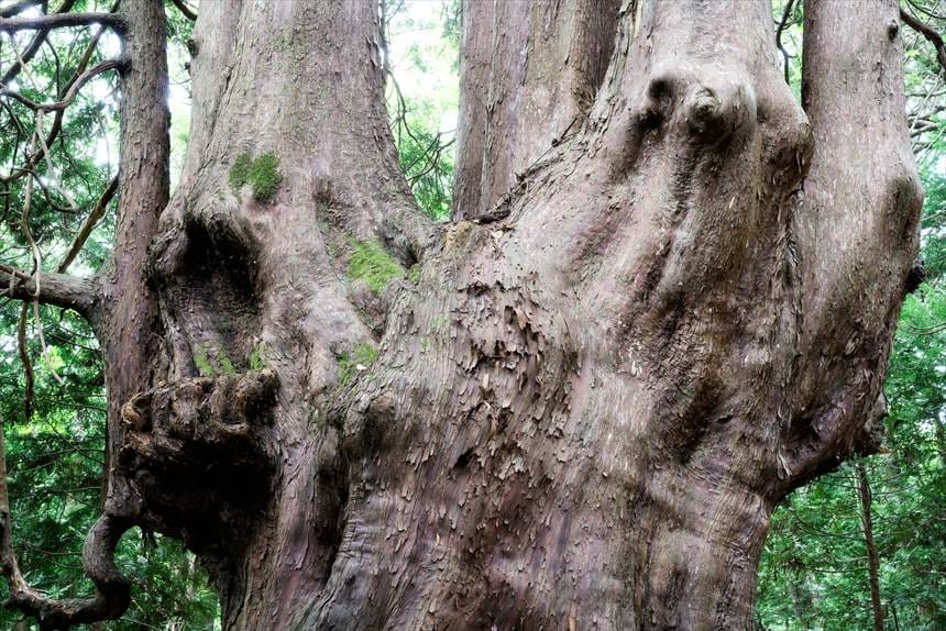 ナマケモノに見える枝