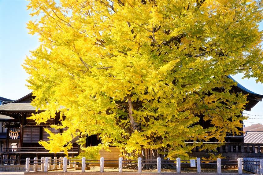 葛飾八幡宮　千本公孫樹（せんぼんいちょう）横からアップ